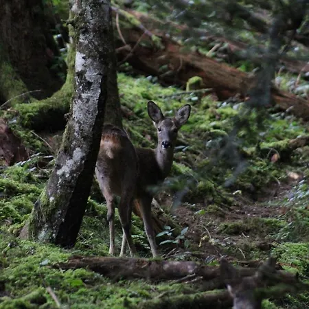 Tatil Evi Du Montagnol A Payolle