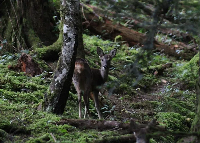Hébergement de vacances Du Montagnol A Payolle